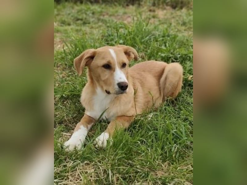 Hundekind Norman sucht Zuhause für immer