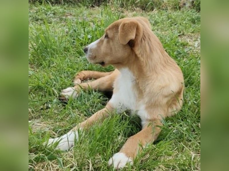 Hundekind Norman sucht Zuhause für immer