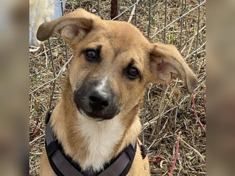 Eric - kleiner Racker sucht Familienanschluss Eric - kleiner Racker sucht Familienanschluss