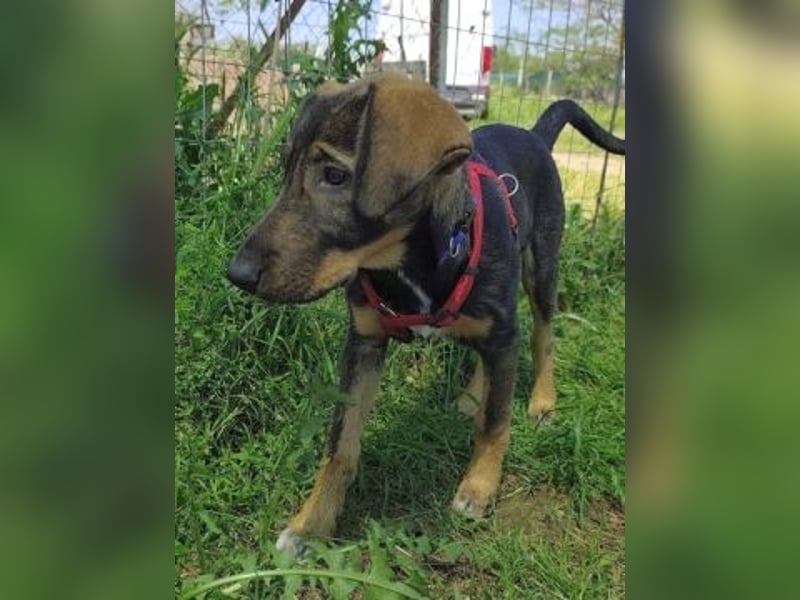 Romy - freundliches Bracken-Mix-Mädchen sucht ihre Familie