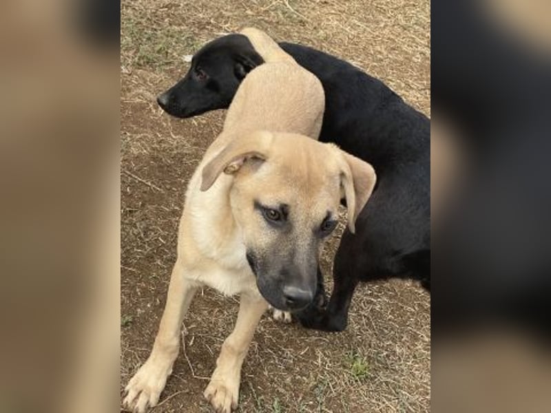 Eroica - ein Herz auf 4 Pfoten sucht ihre Familie Eroica - ein Herz auf 4 Pfoten sucht ihre Familie