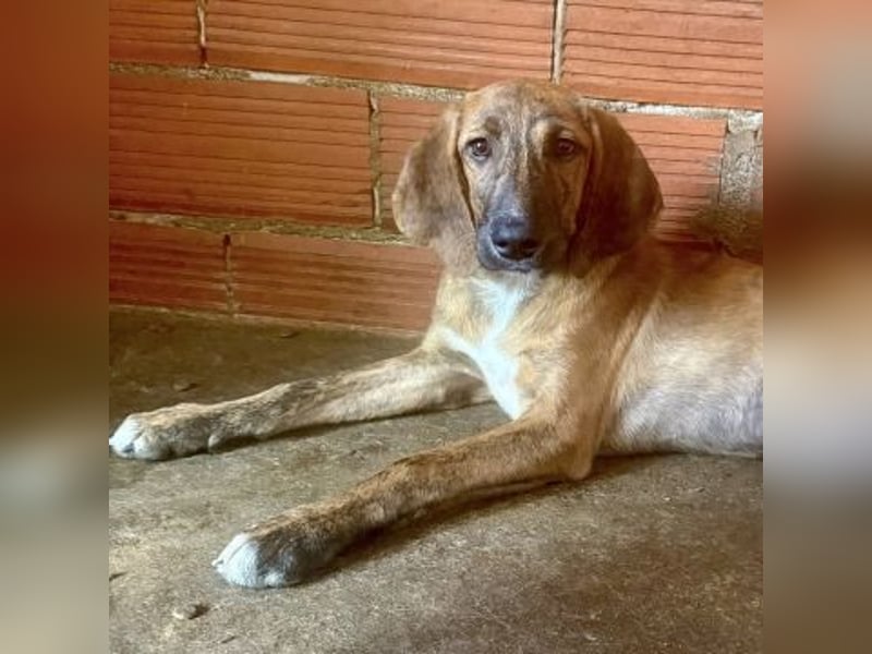 Bazil - kleiner Hundemann auf der Suche nach dem Glück