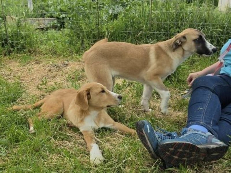 Hundekind Norman sucht Zuhause für immer
