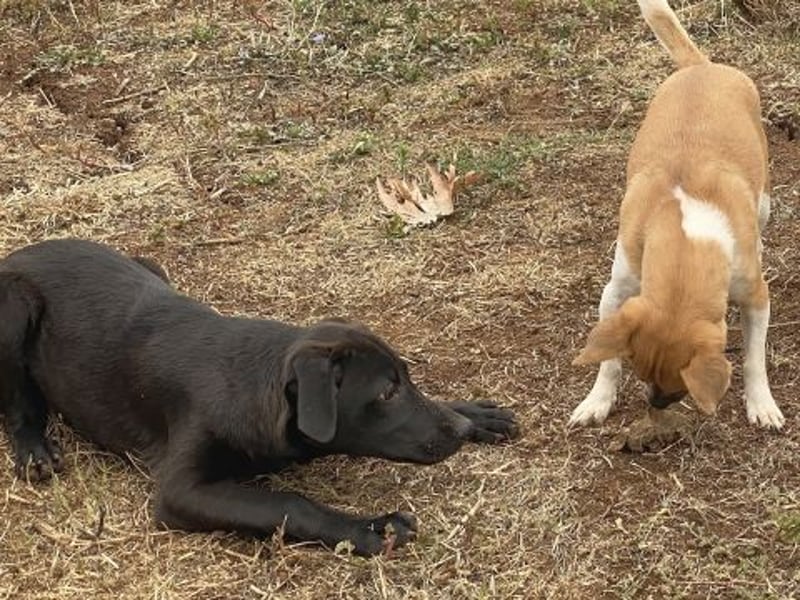 Eroica - ein Herz auf 4 Pfoten sucht ihre Familie Eroica - ein Herz auf 4 Pfoten sucht ihre Familie