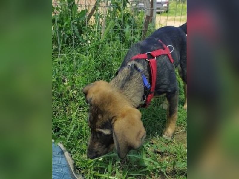 Romy - freundliches Bracken-Mix-Mädchen sucht ihre Familie