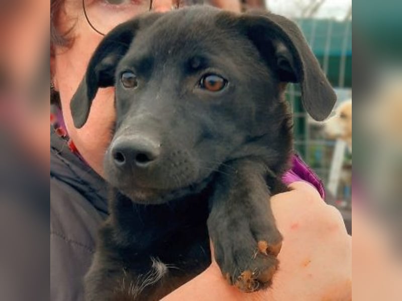 Eroica - ein Herz auf 4 Pfoten sucht ihre Familie Eroica - ein Herz auf 4 Pfoten sucht ihre Familie