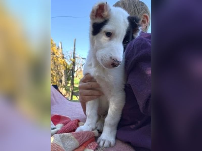 Scooby Doo - neugieriger Hundebub sucht liebevolles Zuhause