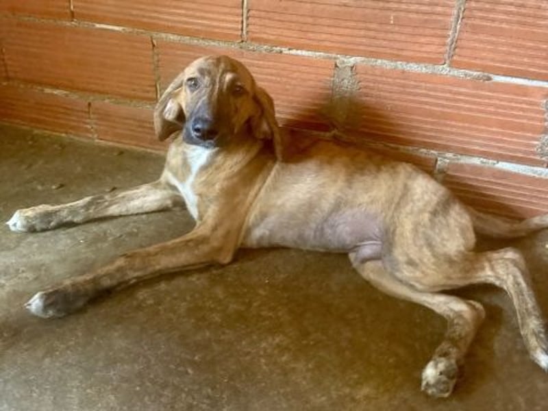 Bazil - kleiner Hundemann auf der Suche nach dem Glück