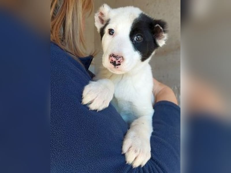 Scooby Doo - neugieriger Hundebub sucht liebevolles Zuhause