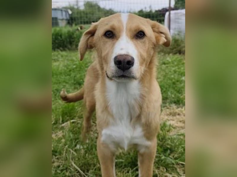 Hundekind Norman sucht Zuhause für immer