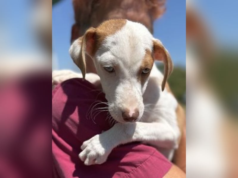 Romeo - ein Herz auf 4 Pfoten
