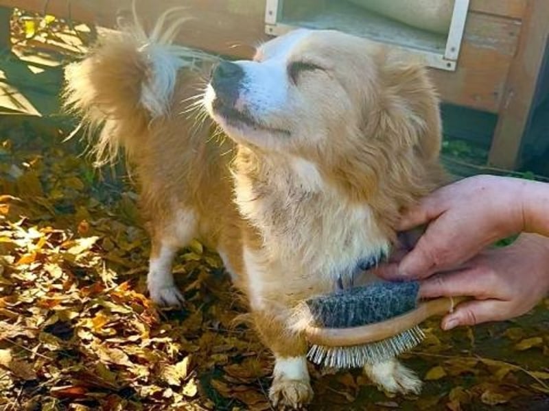 Dream Team Johnny und Max suchen gemeinsames Zuhause