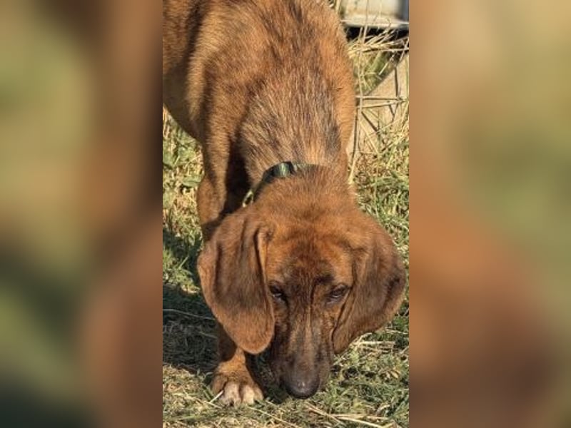 Bazil - kleiner Hundemann auf der Suche nach dem Glück