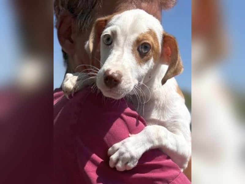 Romeo - ein Herz auf 4 Pfoten