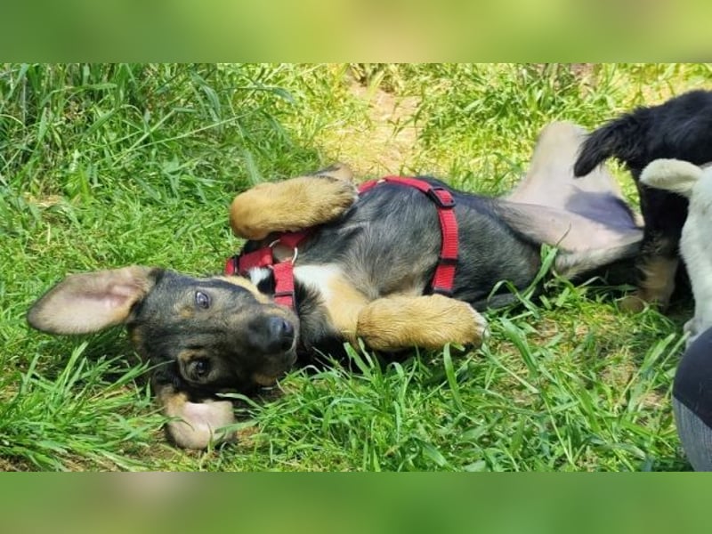 Romy - freundliches Bracken-Mix-Mädchen sucht ihre Familie