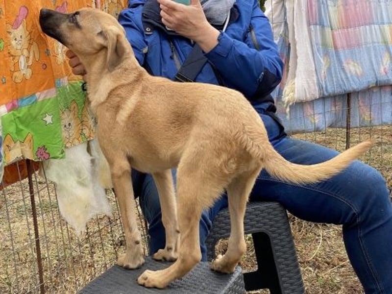 Erica - kleine Schmusebacke sucht Familienanschluss