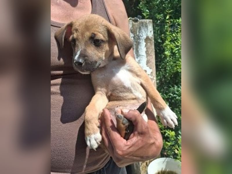 Eric - kleiner Racker sucht Familienanschluss Eric - kleiner Racker sucht Familienanschluss