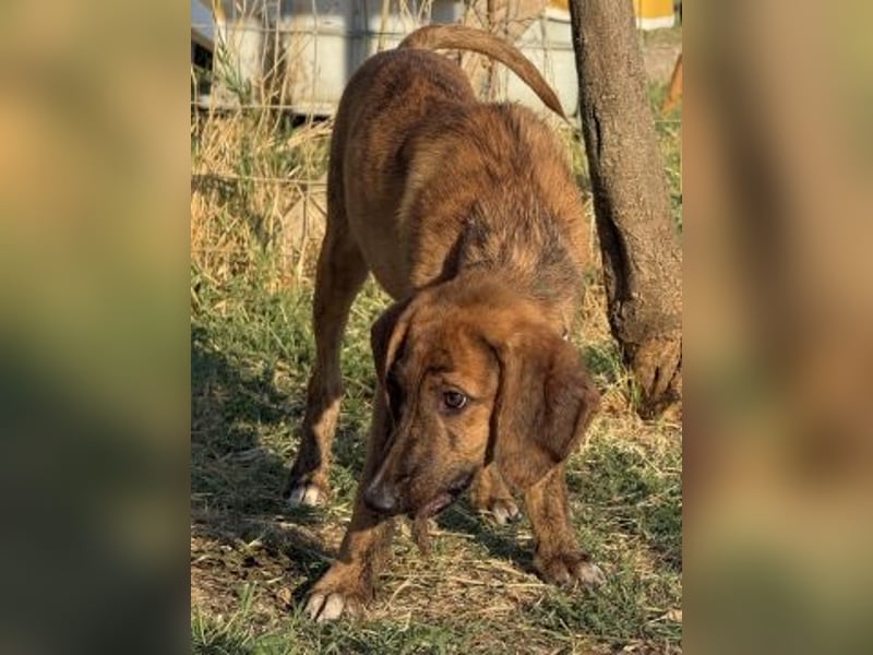 Bazil - kleiner Hundemann auf der Suche nach dem Glück