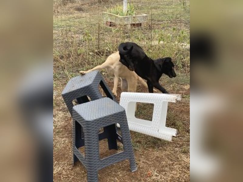 Erica - kleine Schmusebacke sucht Familienanschluss