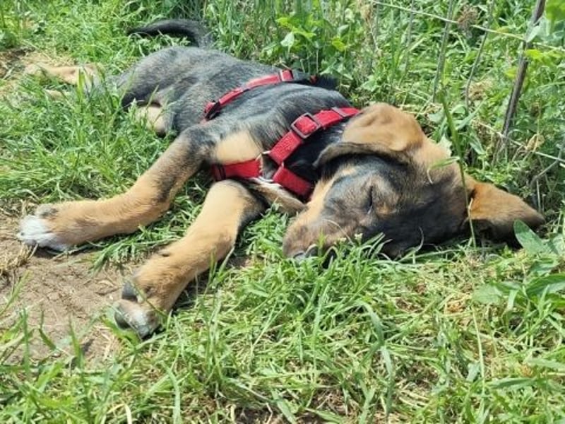 Romy - freundliches Bracken-Mix-Mädchen sucht ihre Familie