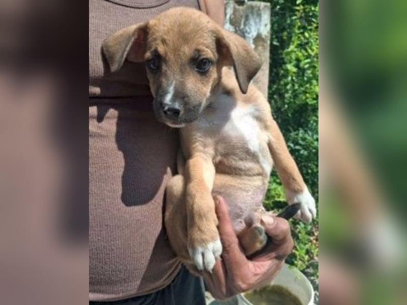 Eric - kleiner Racker sucht Familienanschluss Eric - kleiner Racker sucht Familienanschluss