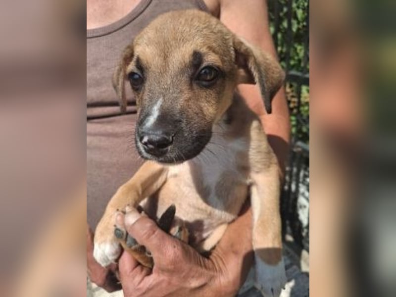 Eric - kleiner Racker sucht Familienanschluss Eric - kleiner Racker sucht Familienanschluss