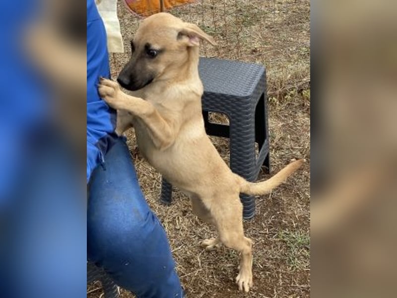 Erica - kleine Schmusebacke sucht Familienanschluss