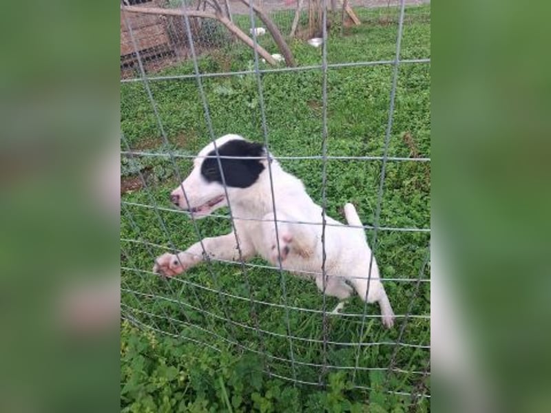 Scooby Doo - neugieriger Hundebub sucht liebevolles Zuhause
