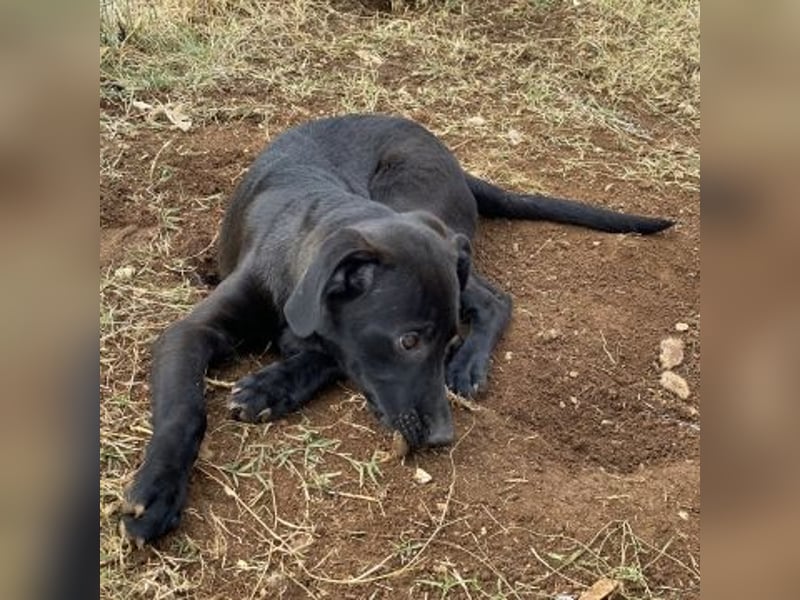 Eroica - ein Herz auf 4 Pfoten sucht ihre Familie Eroica - ein Herz auf 4 Pfoten sucht ihre Familie
