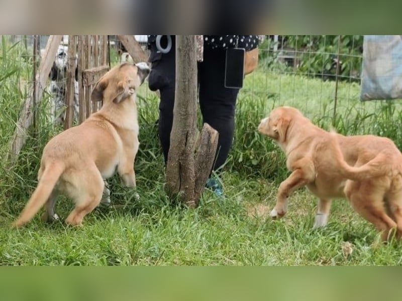 Hundekind Norman sucht Zuhause für immer