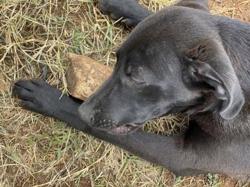 Eroica - ein Herz auf 4 Pfoten sucht ihre Familie Eroica - ein Herz auf 4 Pfoten sucht ihre Familie