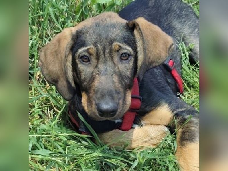 Romy - freundliches Bracken-Mix-Mädchen sucht ihre Familie