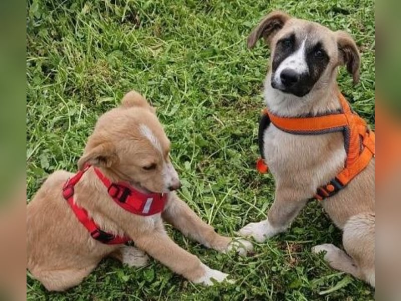 Norman - schöne junge Fellnase sucht Zuhause für immer