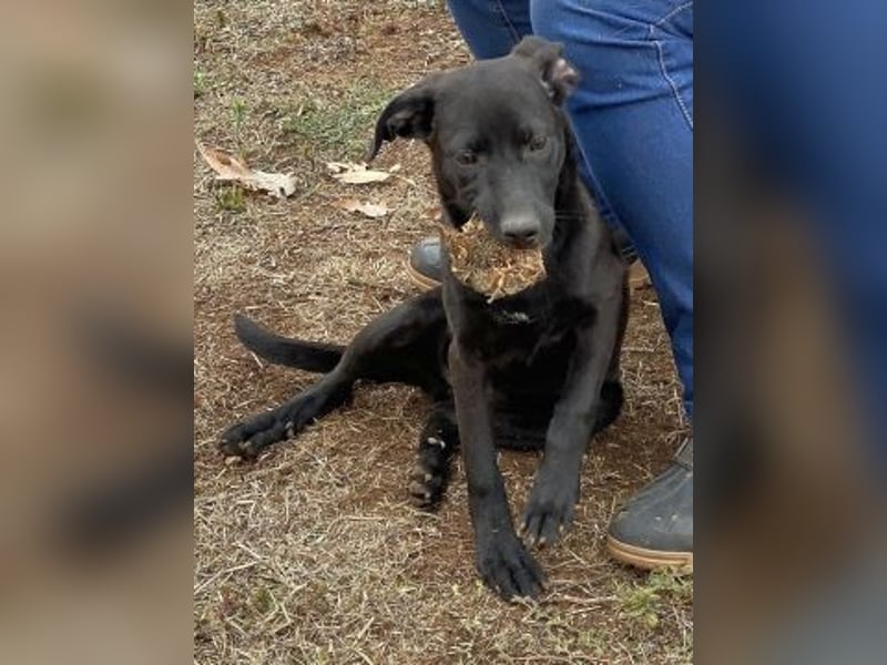 Eroica - ein Herz auf 4 Pfoten sucht ihre Familie Eroica - ein Herz auf 4 Pfoten sucht ihre Familie