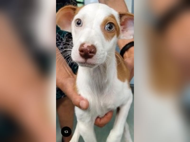 Romeo - ein Herz auf 4 Pfoten