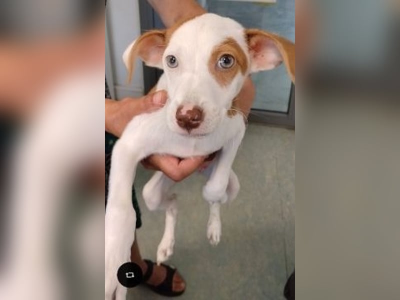 Romeo - ein Herz auf 4 Pfoten