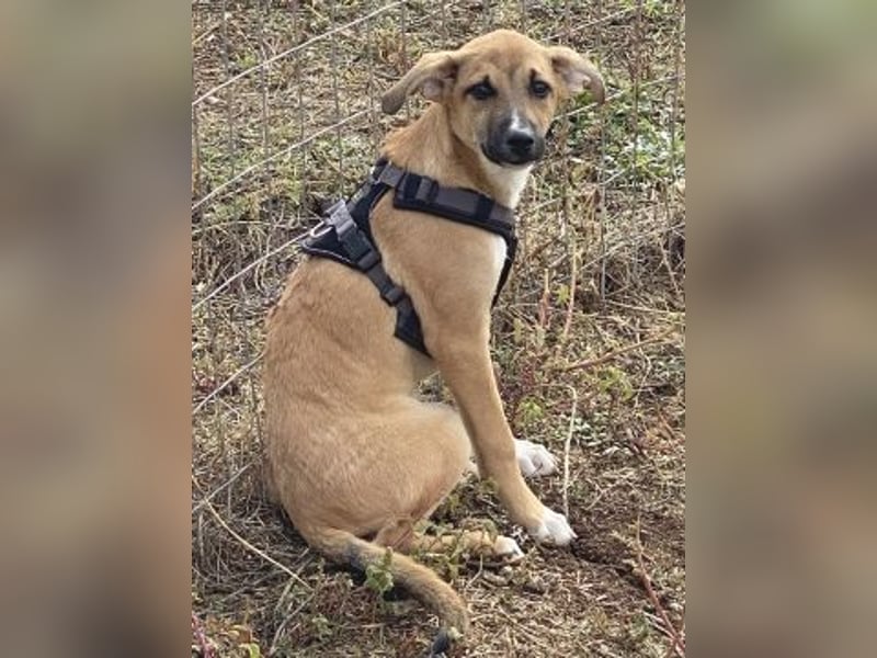 Eric - kleiner Racker sucht Familienanschluss Eric - kleiner Racker sucht Familienanschluss