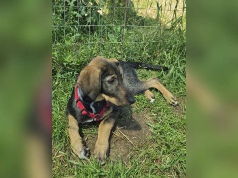 Romy - freundliches Bracken-Mix-Mädchen sucht ihre Familie