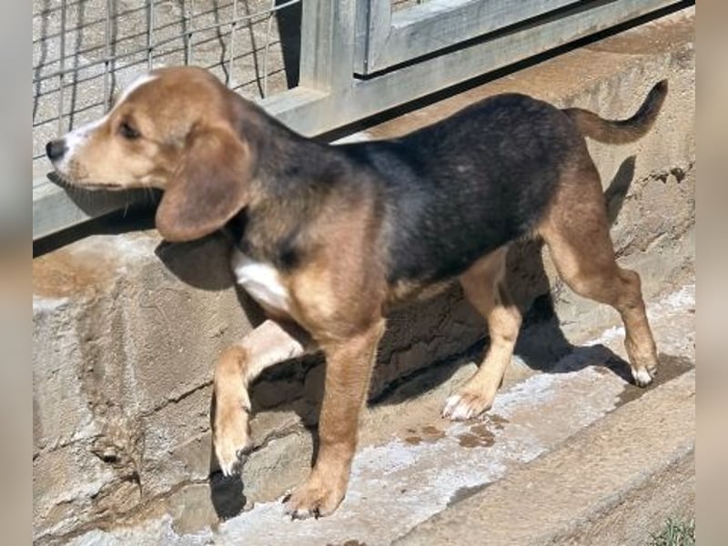 Finn – ein kleiner Kerl mit ganz großem Charme