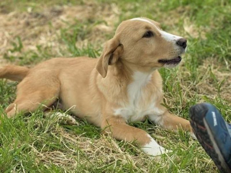 Hundekind Norman sucht Zuhause für immer