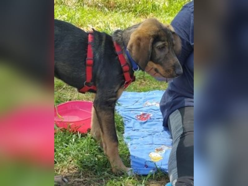 Romy - freundliches Bracken-Mix-Mädchen sucht ihre Familie