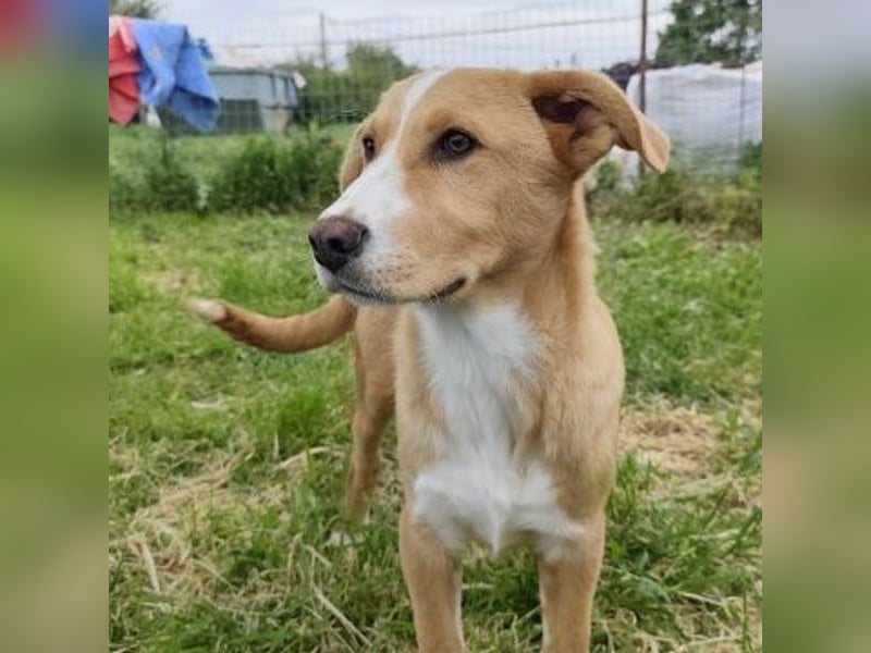 Hundekind Norman sucht Zuhause für immer