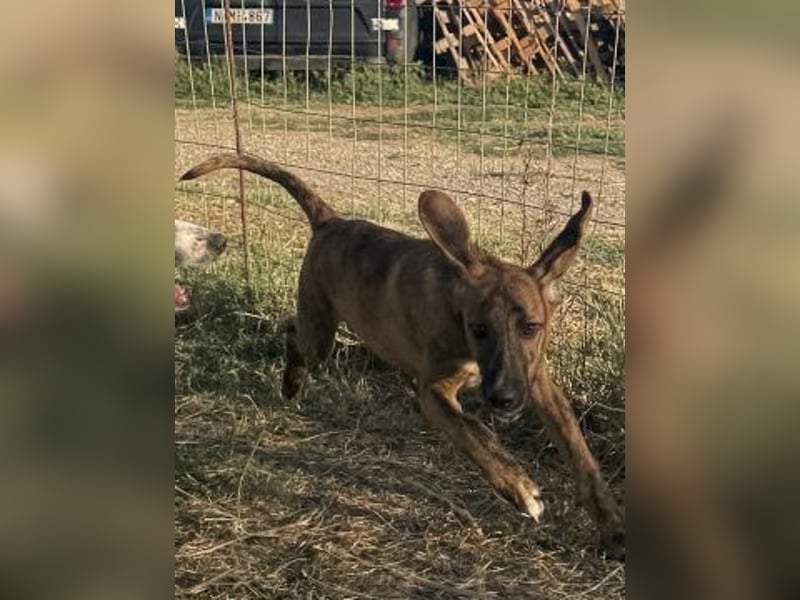 Bazil - kleiner Hundemann auf der Suche nach dem Glück
