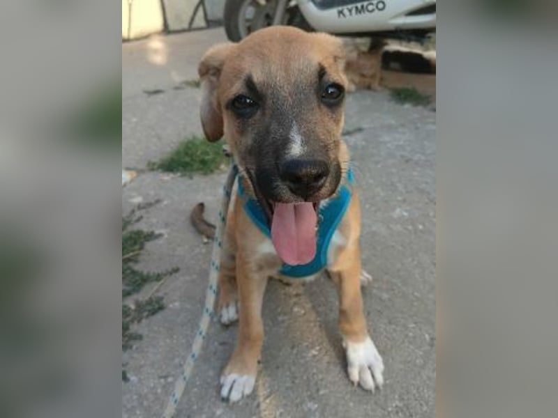 Eric - kleiner Racker sucht Familienanschluss Eric - kleiner Racker sucht Familienanschluss