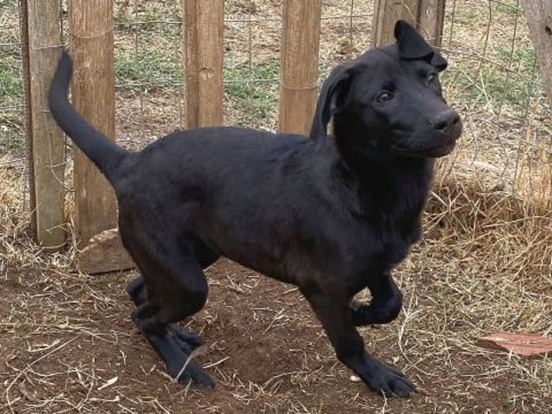 Eroica - ein Herz auf 4 Pfoten sucht ihre Familie Eroica - ein Herz auf 4 Pfoten sucht ihre Familie