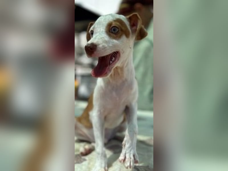 Romeo - ein Herz auf 4 Pfoten