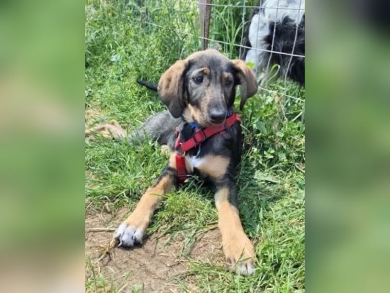 Romy - freundliches Bracken-Mix-Mädchen sucht ihre Familie