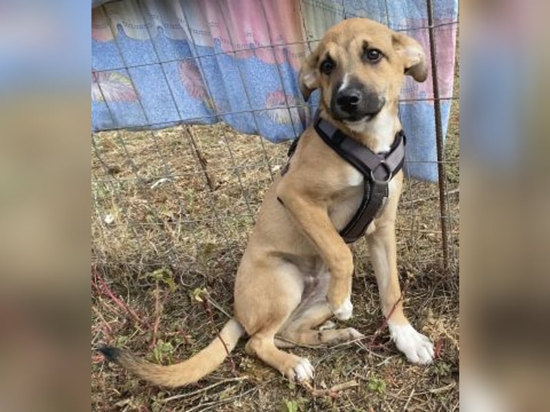 Eric - kleiner Racker sucht Familienanschluss Eric - kleiner Racker sucht Familienanschluss