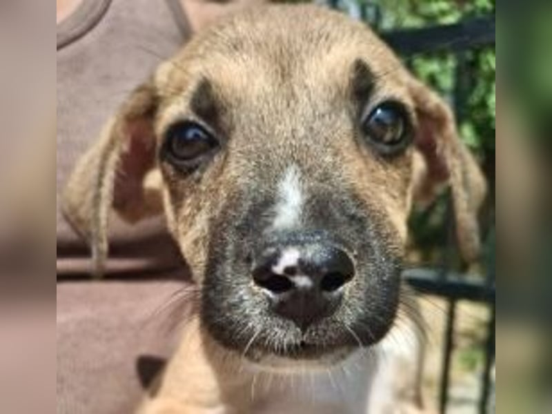 Eric - kleiner Racker sucht Familienanschluss Eric - kleiner Racker sucht Familienanschluss