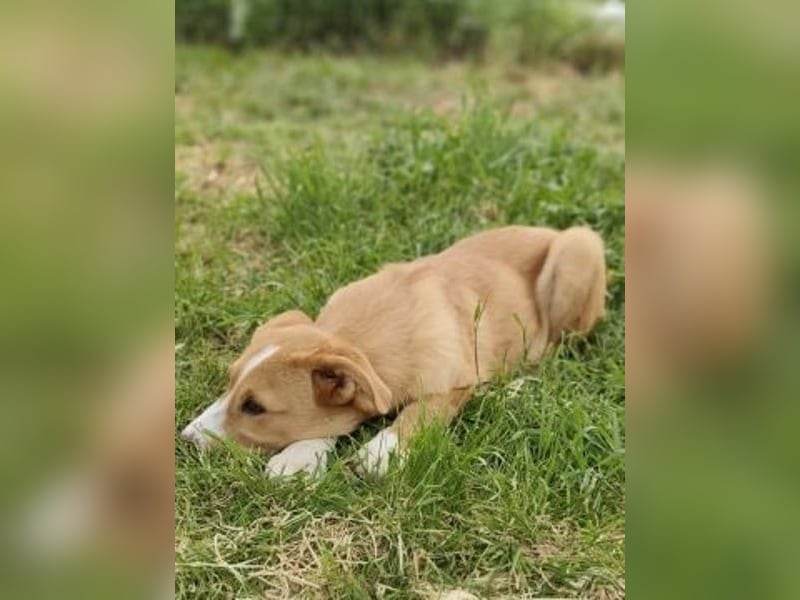 Hundekind Norman sucht Zuhause für immer